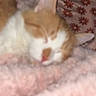Prince is registered to the contest to win money with this photo: animal, blanket, blurred, cat, close_up, comfort, cozy, cute, domestic_cat, furry, ginger_cat, indoor, pattern, pet, pink, relaxation, resting, sleeping, soft_texture, white_cat