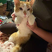 Prince joined the competition — help win amazing prizes! blanket, brown_clothing, casual, cat, clutter, feline, fur, green_wall, holding, home, indoor, orange_and_white_cat, paws_up, person, pet, relaxed, seated, tail, television, whiskers