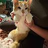 blanket, brown_clothing, casual, cat, clutter, feline, fur, green_wall, holding, home, indoor, orange_and_white_cat, paws_up, person, pet, relaxed, seated, tail, television, whiskers
