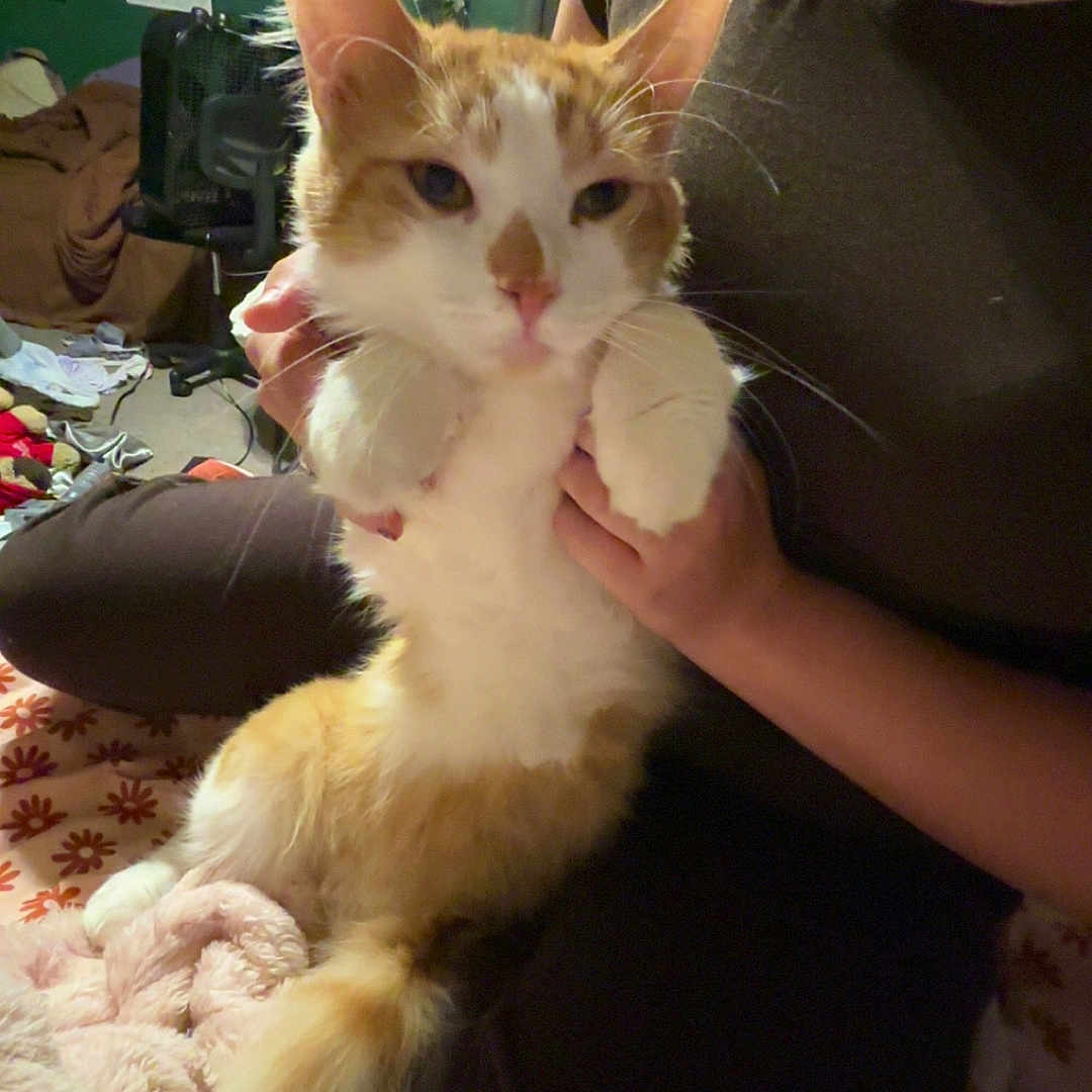 Prince