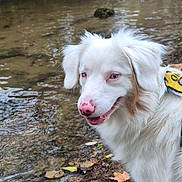 Ava a rejoint le concours — aidez-le/la à gagner de superbes lots ! animal, bridge, canine, dog, dog_face, forest, fur, happy, landscape, nature, outdoor, pet, pink_nose, riverbank, smiling, stream, trees, walking, water, white_dog