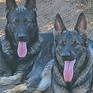 Kruger Minka joined the competition — help win amazing prizes! dog, german_shepherd, animal, pet, canine, outdoor, nature, tongue_out, resting, two_dogs, earth, dry_soil, fur, ears, muzzle, paw, wildlife, companions, relaxed, sunlight