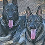 dog, german_shepherd, animal, pet, canine, outdoor, nature, tongue_out, resting, two_dogs, earth, dry_soil, fur, ears, muzzle, paw, wildlife, companions, relaxed, sunlight