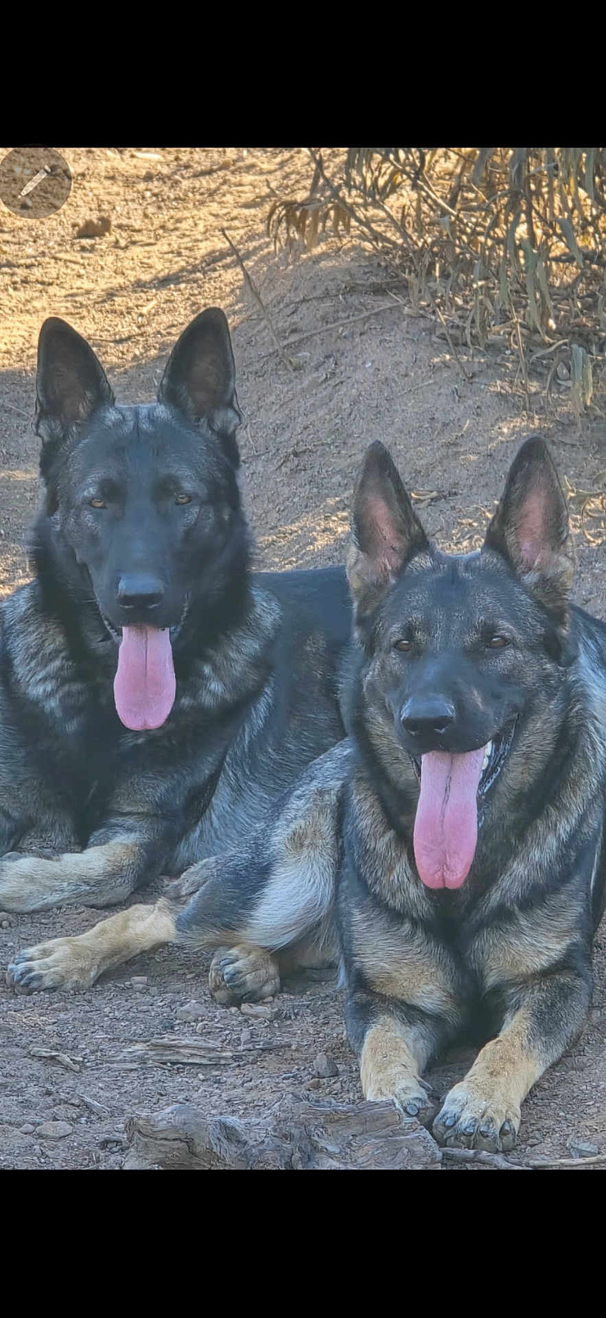 Kruger Minka joined the competition — help win amazing prizes! dog, german_shepherd, animal, pet, canine, outdoor, nature, tongue_out, resting, two_dogs, earth, dry_soil, fur, ears, muzzle, paw, wildlife, companions, relaxed, sunlight