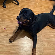 Brooklynn joined the competition — help win amazing prizes! dog, rottweiler, indoor, wooden_floor, flooring, pet, canine, black_and_tan, tongue_out, relaxed, lying_down, collar, paw, tail, furniture, chair_base, paper_bag, happy, domestic, animal