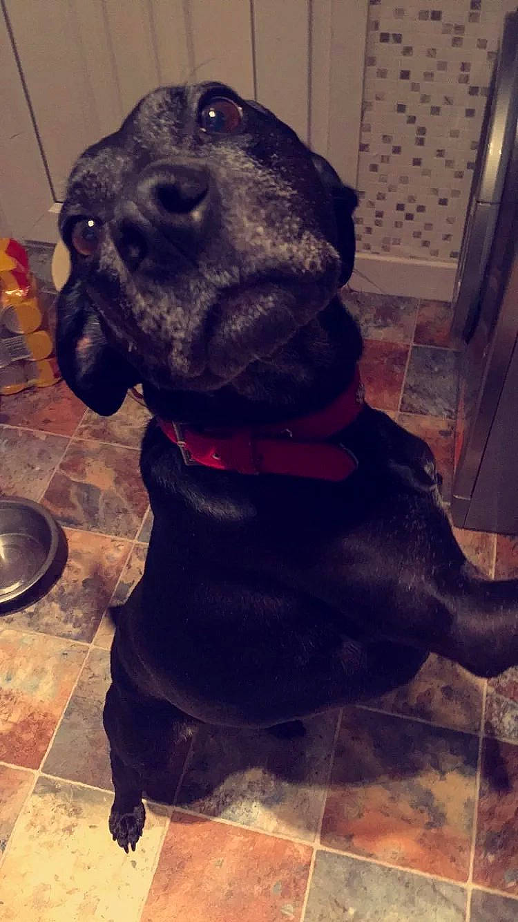 Cheeko joined the competition — help win amazing prizes!