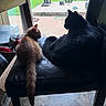 Rex joined the competition — help win amazing prizes! cat, kitten, black_cat, orange_cat, indoor, chair, window, pets, animal, feline, tail, backyard, sunlight, floor, relaxing, sitting, domestic, two_animals, companion, quiet