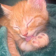Rex is registered to the contest to win money with this photo: kitten, cat, orange_cat, paw, tongue, sleeping, cute, pet, furry, whiskers, close_up, soft_blanket, teal_blanket, young_cat, animal, domestic_cat, feline, relaxed, cozy, adorable