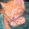 kitten, cat, orange_cat, paw, tongue, sleeping, cute, pet, furry, whiskers, close_up, soft_blanket, teal_blanket, young_cat, animal, domestic_cat, feline, relaxed, cozy, adorable