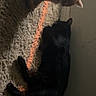 cat, orange_cat, black_cat, carpet, indoor, pet, animal, feline, curious, lying_down, floor, striped_carpet, two_cats, domestic_animal, resting, side_view, furry, companions, quiet, home