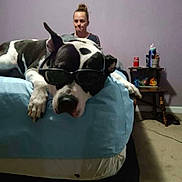 Mara joined the competition — help win amazing prizes! animal, bed, black_and_white, blue_bedspread, carpet, casual, dog, expression, furniture, home, human, indoor, person, pet, purple_wall, relaxed, side_table, soda_can, sunglasses, water_bottle