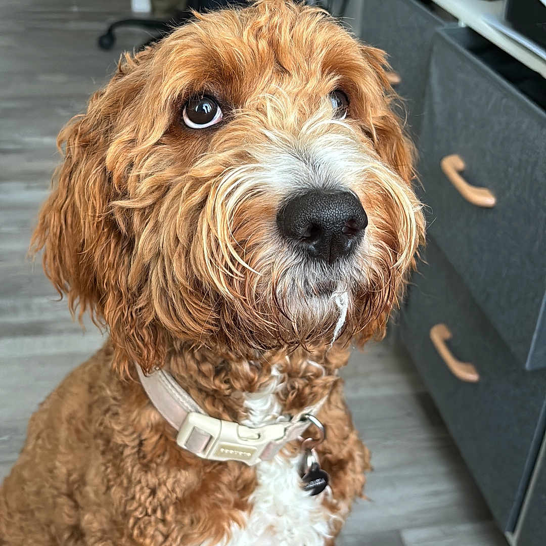 Carmela is registered to the contest to win money with this photo: adult, animal, cabinet, canine, cockerspaniel, desk, dog, drawer, female, furniture, hardwood, indoors, person, pet, poodle, puppy, table, terrier, woman, wood