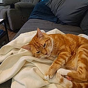 Rocky joined the competition — help win amazing prizes! animal, blanket, cat, comfort, couch, cozy, domestic_cat, fur, furniture, home, indoor, living_room, mammal, orange_tabby, paws, pet, relaxed, resting, sleepy, whiskers
