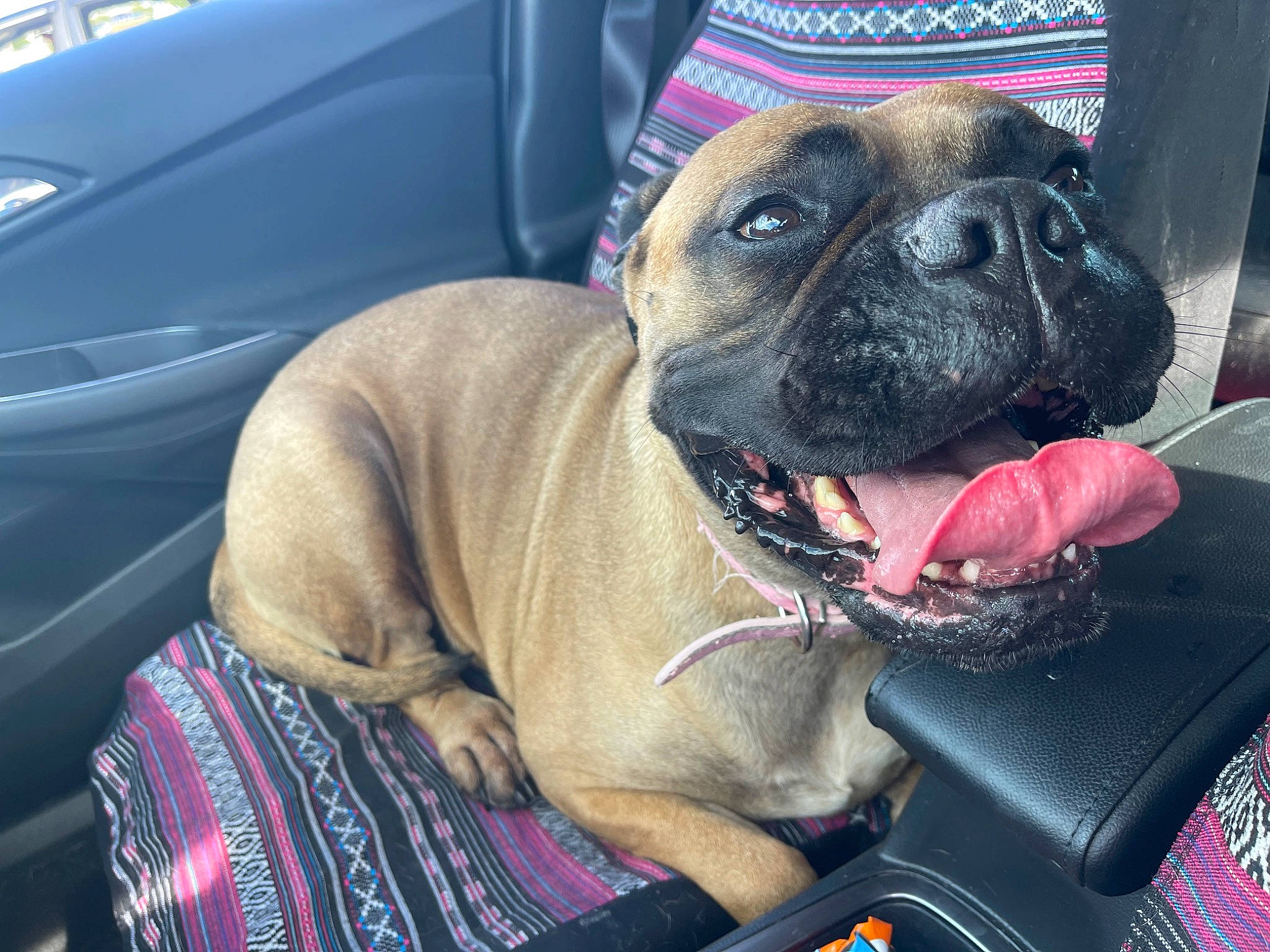 Tahani is registered to the contest to win money with this photo: auto_part, automotive_tire, car, carnivore, collar, comfort, companion_dog, dog, dog_breed, dog_collar, fawn, head_restraint, motor_vehicle, pug, snout, vehicle, vehicle_door, whiskers, working_animal, wrinkle