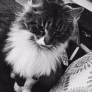 Ziggy joined the competition — help win amazing prizes! cat, fluffy, pet, indoor, couch, remote_control, pillow, black_and_white, fur, whiskers, close_up, animal, domestic, mammal, sitting, portrait, living_room, relaxed, curious, feline