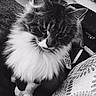 cat, fluffy, pet, indoor, couch, remote_control, pillow, black_and_white, fur, whiskers, close_up, animal, domestic, mammal, sitting, portrait, living_room, relaxed, curious, feline