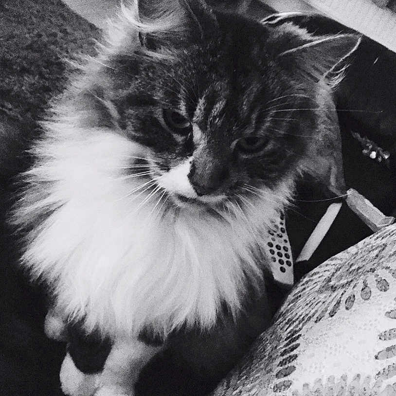 Ziggy