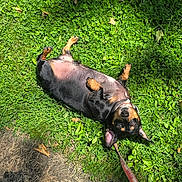 Max joined the competition — help win amazing prizes! dog, grass, leash, sidewalk, shadow, playful, pet, outdoor, sunlight, greenery, canine, paw, animal, footwear, sock, sandal, summer, nature, relaxing, leisure