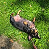dog, grass, leash, sidewalk, shadow, playful, pet, outdoor, sunlight, greenery, canine, paw, animal, footwear, sock, sandal, summer, nature, relaxing, leisure