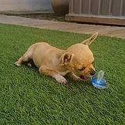 Ava participe au concours pour gagner de l'argent avec cette photo : puppy, dog, chihuahua, grass, outdoor, small_dog, pet, bite, pacifier, greenery, curious, lying_down, tan_color, ears, garden, potted_plant, wooden_deck, nature, animal, young