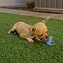 puppy, dog, chihuahua, grass, outdoor, small_dog, pet, bite, pacifier, greenery, curious, lying_down, tan_color, ears, garden, potted_plant, wooden_deck, nature, animal, young