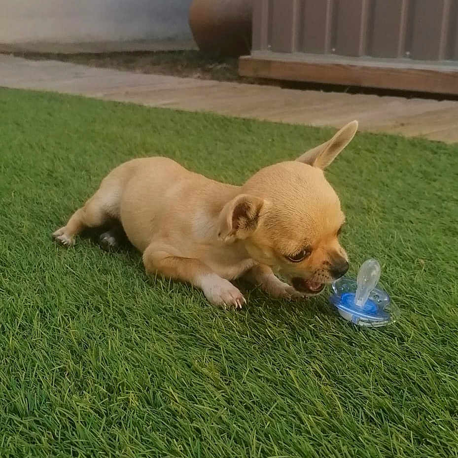 Ava participe au concours pour gagner de l'argent avec cette photo : animal, bite, chihuahua, curious, dog, ears, garden, grass, greenery, lying_down, nature, outdoor, pacifier, pet, potted_plant, puppy, small_dog, tan_color, wooden_deck, young