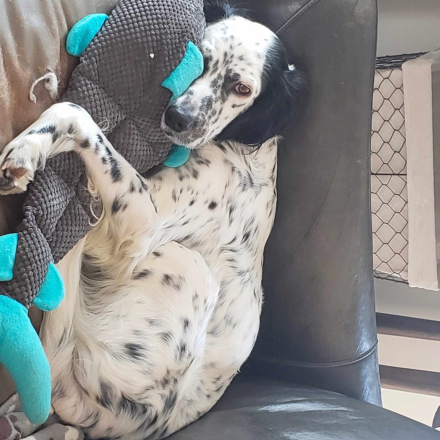 Griffin is registered to the contest to win money with this photo: cage, canidae, carnivore, cat_bed, comfort, companion_dog, dog_breed, felidae, fur, grey, jaguar, leopard, linens, pattern, small_to_medium_sized_cats, snout, sporting_group, tail, terrestrial_animal, whiskers