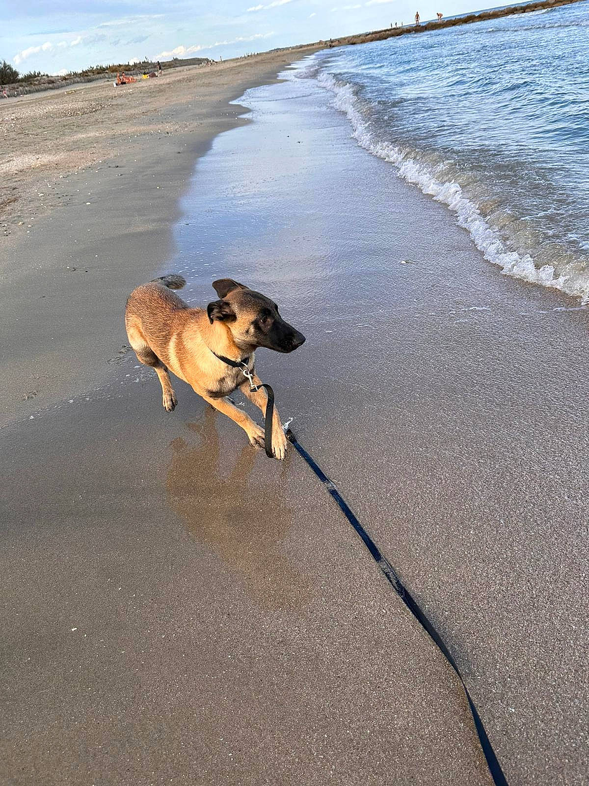 Sisko participe au concours pour gagner de l'argent avec cette photo : beach, carnivore, cloud, coast, coastal_and_oceanic_landforms, collar, companion_dog, dog, dog_breed, fawn, horizon, landscape, pet_supply, pug, sand, shore, sky, water, wind_wave, wood