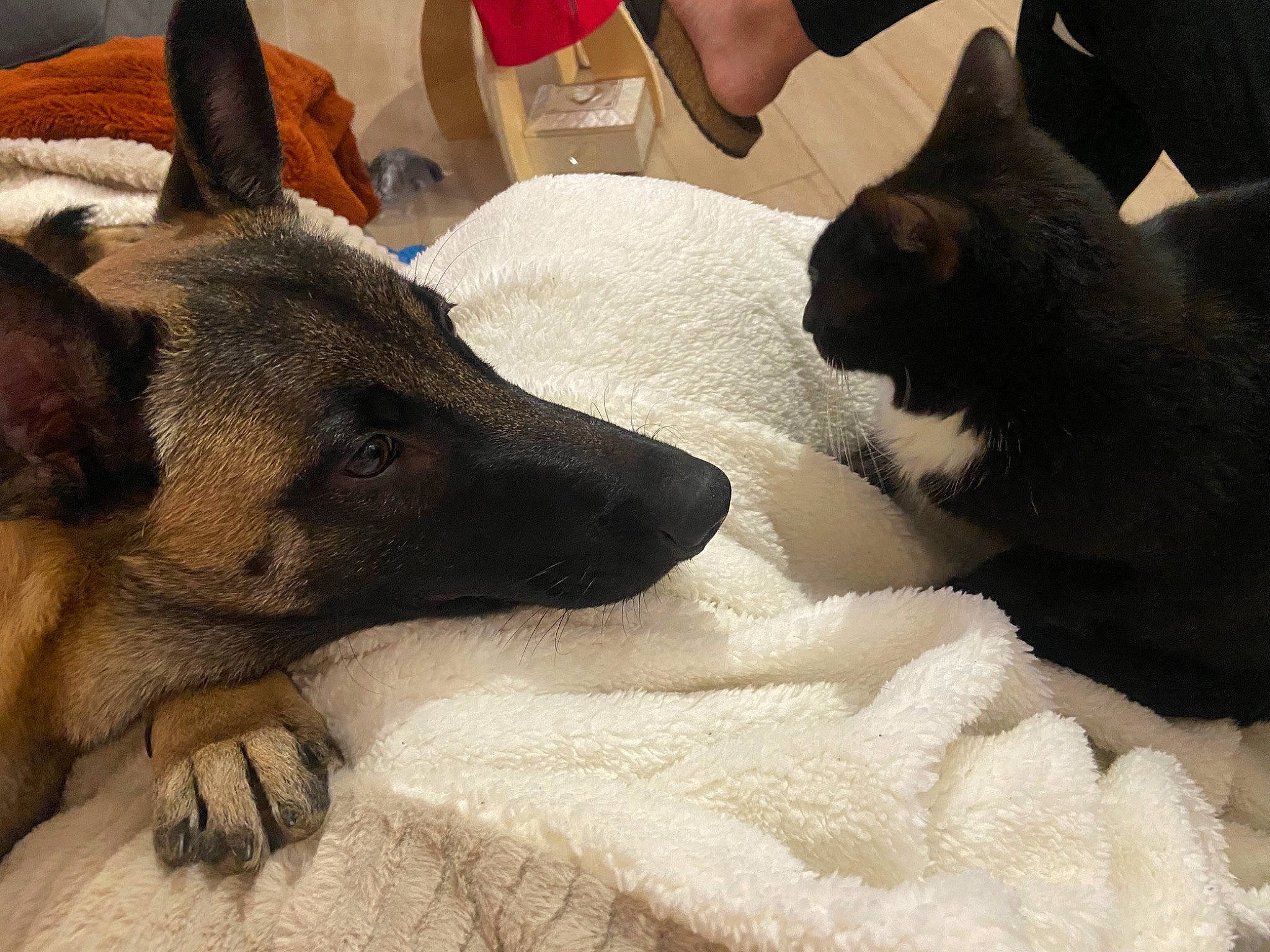 Sisko participe au concours pour gagner de l'argent avec cette photo : black_cat, bombay, canidae, carnivore, cat, comfort, companion_dog, dog, dog_breed, domestic_short_haired_cat, fawn, felidae, fur, german_shepherd_dog, paw, small_to_medium_sized_cats, snout, terrestrial_animal, whiskers, working_animal