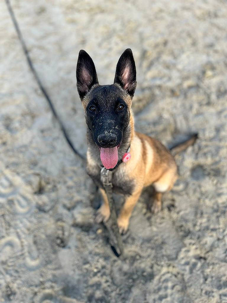 Sisko a rejoint le concours — aidez-le/la à gagner de superbes lots ! ancient_dog_breeds, canidae, carnivore, collar, companion_dog, dog, dog_breed, dog_collar, dog_supply, fawn, non_sporting_group, paw, sporting_group, terrestrial_animal, whiskers, wildlife, working_animal, working_dog