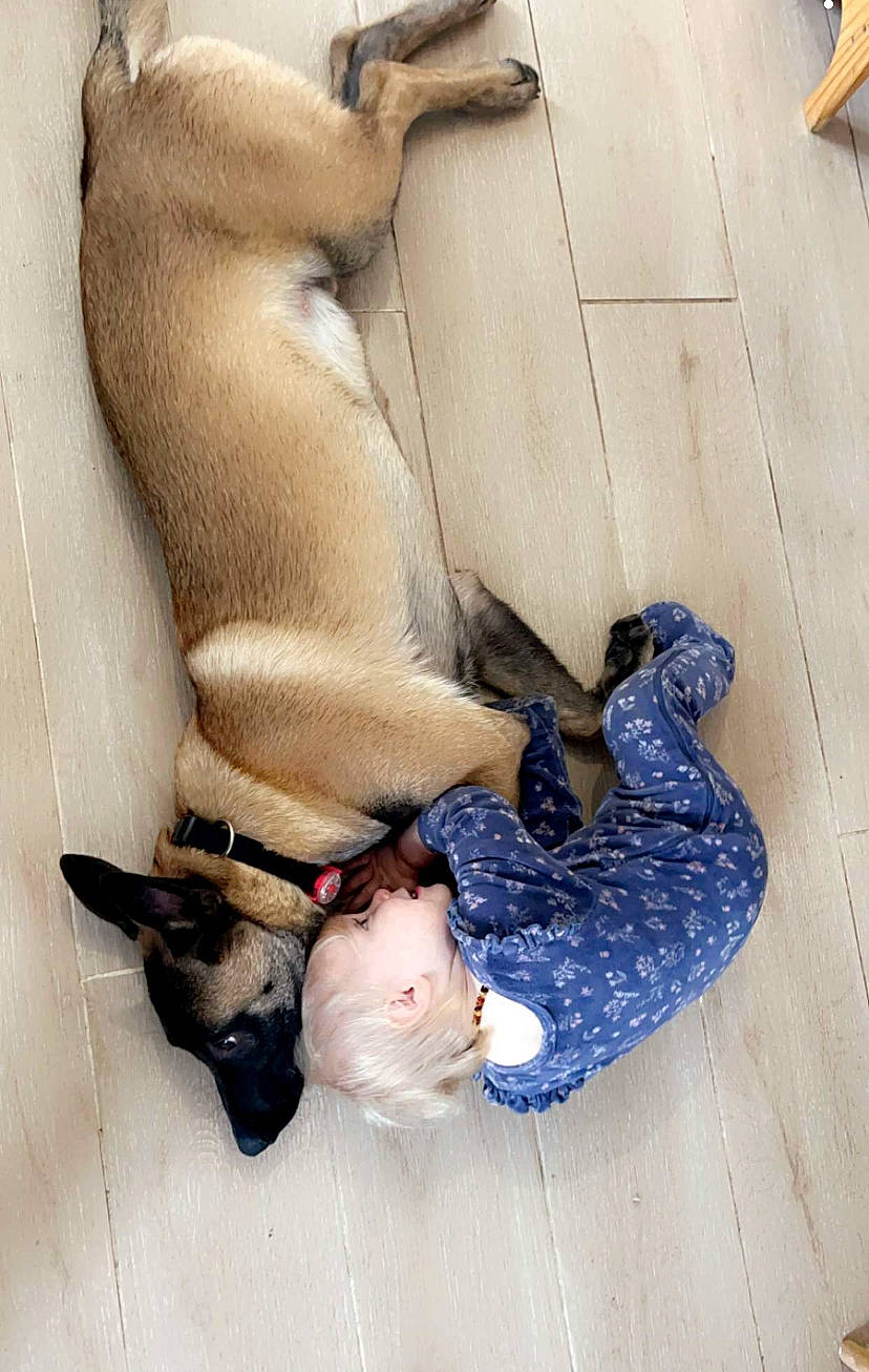 Sisko a rejoint le concours — aidez-le/la à gagner de superbes lots ! art, comfort, companion_dog, dog, dog_breed, elbow, electric_blue, fawn, flooring, foot, fur, hardwood, human_leg, mammal, pattern, tail, toddler, vertebrate, wood, working_animal