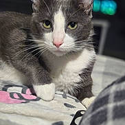 Doplh joined the competition — help win amazing prizes! animal, bed, blanket, cat, cozy, cute, cute_pet, domestic_cat, feline, fur, gray_cat, indoor, looking_at_camera, paw, pet, portrait, relaxed, resting, whiskers, white_cat