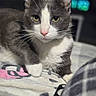 animal, bed, blanket, cat, cozy, cute, cute_pet, domestic_cat, feline, fur, gray_cat, indoor, looking_at_camera, paw, pet, portrait, relaxed, resting, whiskers, white_cat