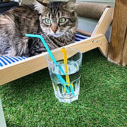 Vanadis participe au concours pour gagner de l'argent avec cette photo : animal, architecture, bottle, building, cat, furniture, grass, jar, kitten, lawn, nature, outdoors, pet, plant, pottedplant, pottery, shelter, table, vase, wood