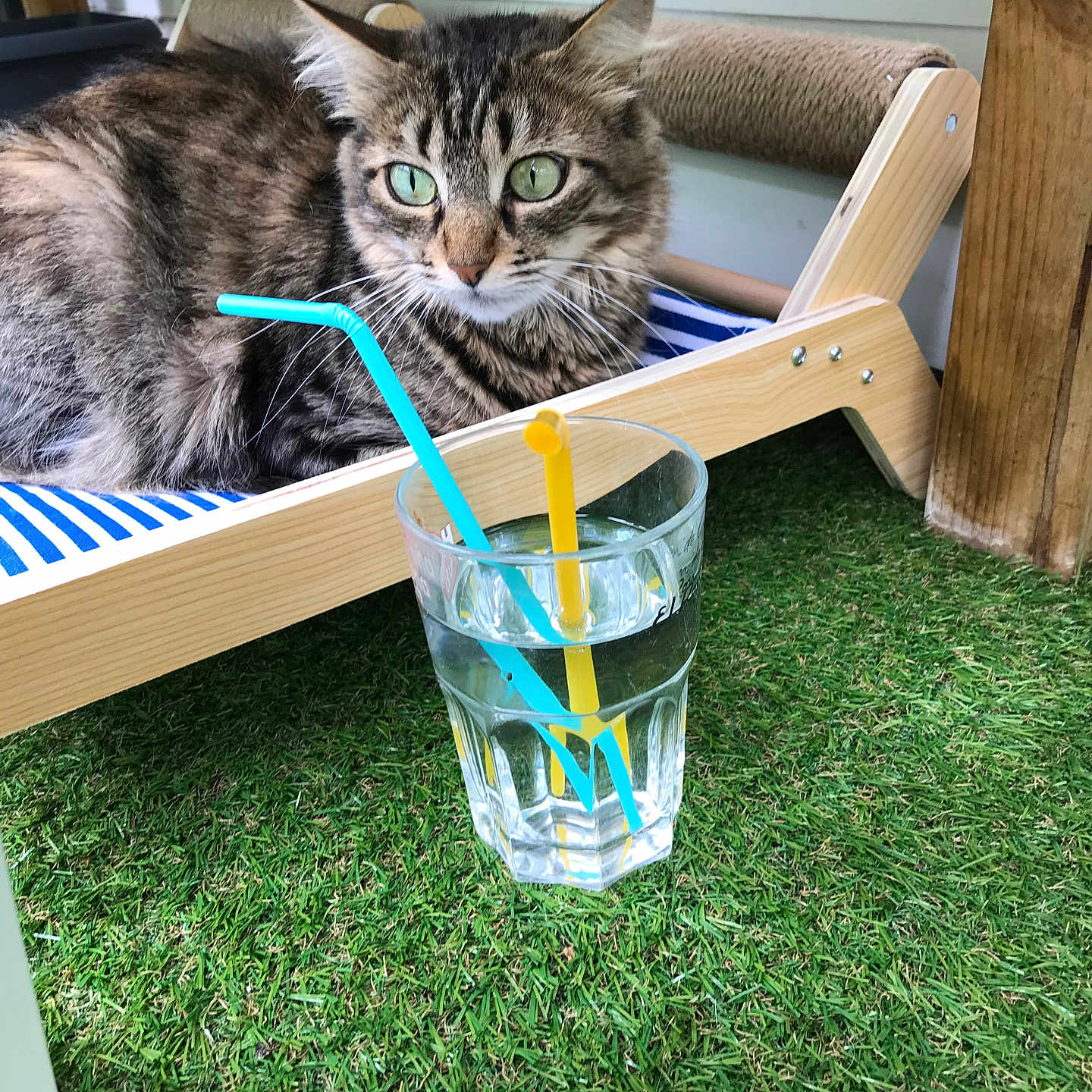 Vanadis participe au concours pour gagner de l'argent avec cette photo : animal, architecture, bottle, building, cat, furniture, grass, jar, kitten, lawn, nature, outdoors, pet, plant, pottedplant, pottery, shelter, table, vase, wood