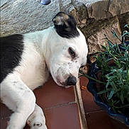 Texas participe au concours pour gagner de l'argent avec cette photo : puppy, dog, sleeping, tile_floor, plant, flower_pot, greenery, stone_wall, resting, close_up, outdoor, pet, fur, black_and_white, paw, cute, young, animal, nature, relaxed