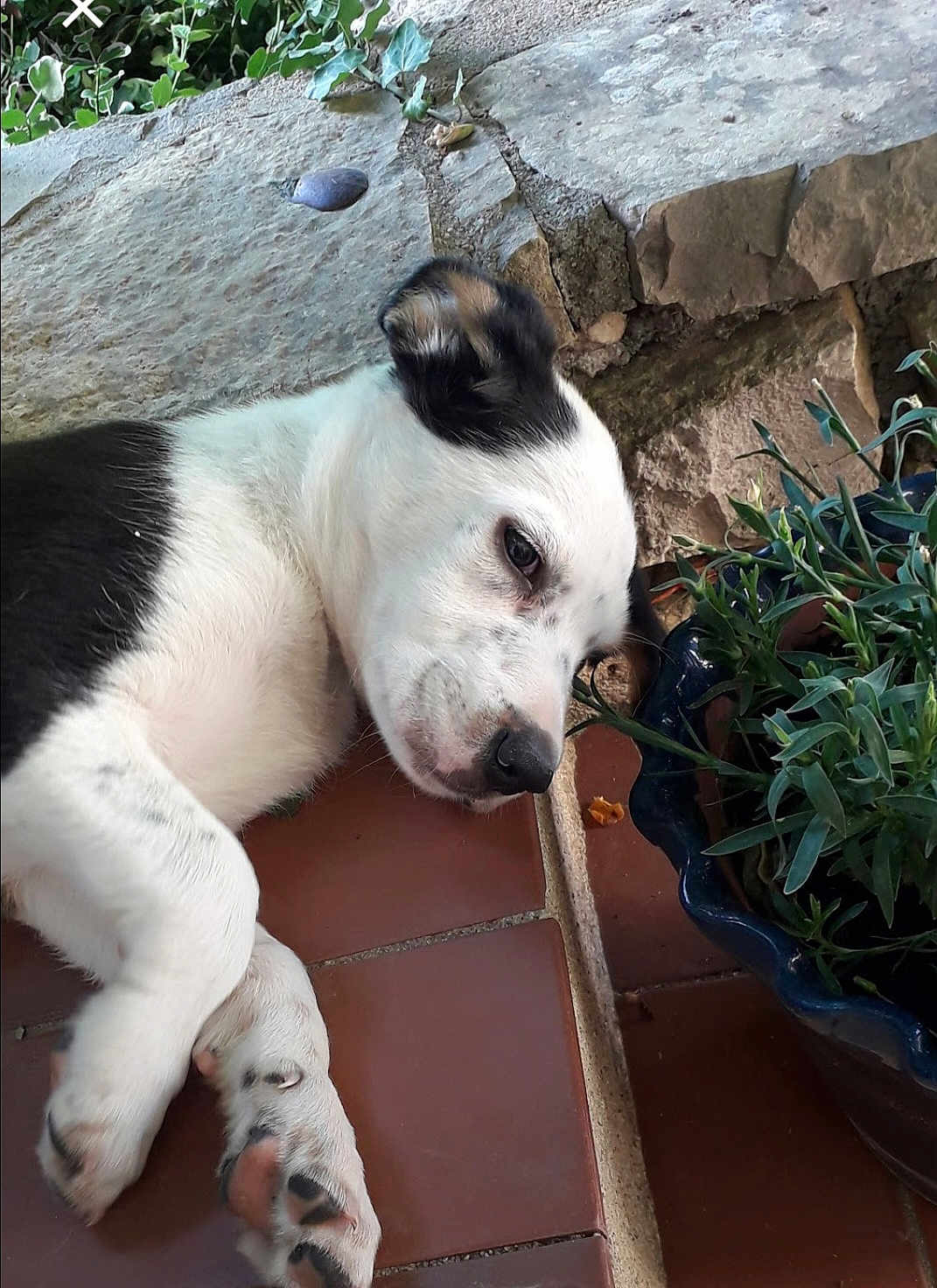 Texas participe au concours pour gagner de l'argent avec cette photo : puppy, dog, sleeping, tile_floor, plant, flower_pot, greenery, stone_wall, resting, close_up, outdoor, pet, fur, black_and_white, paw, cute, young, animal, nature, relaxed