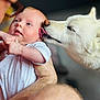 Kléa a rejoint le concours — aidez-le/la à gagner de superbes lots ! baby, dog, white_dog, infant, face, tongue, hand, arm, skin, person, pet, animal, affection, close_up, indoor, gentle, cute, love, interaction, tender
