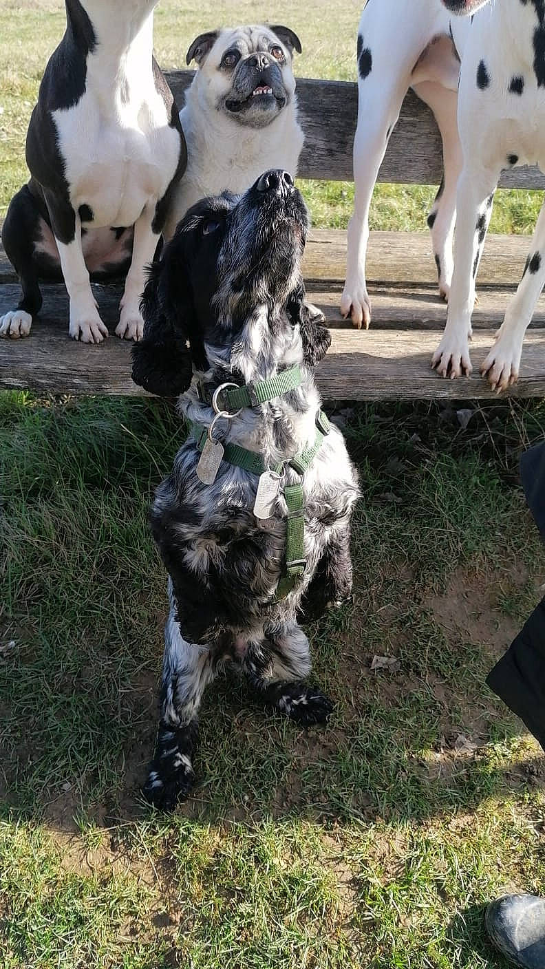 Julio participe au concours pour gagner de l'argent avec cette photo : beak, bovine, canidae, carnivore, companion_dog, dog, dog_breed, fawn, fur, grass, human_leg, mammal, non_sporting_group, snout, sporting_group, tail, terrestrial_animal, vertebrate, wildlife, working_animal