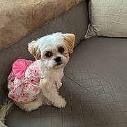 Chloe is registered to the contest to win money with this photo: adorable, animal, companion, couch, cute, dog, domestic_animal, dress, floral_pattern, fluffy, fur, indoor, looking_at_camera, pet, pet_clothing, pink_bow, puppy, quilted_couch, sitting, small_dog
