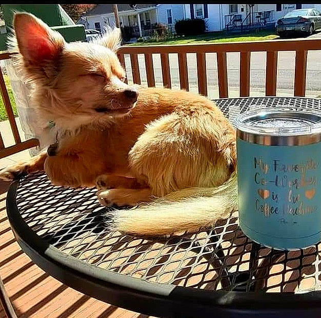 Bruno Mars Scott joined the competition — help win amazing prizes! canidae, carnivore, chair, companion_dog, dog, dog_breed, drinkware, fawn, felidae, fur, ingredient, plant, serveware, snout, sporting_group, tail, terrestrial_animal, whiskers, window, wood