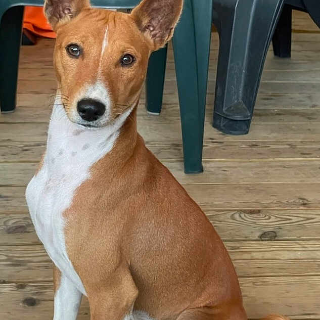 Usko