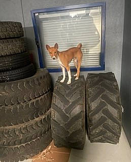 Usko participe au concours pour gagner de l'argent avec cette photo : automotive_tire, automotive_wheel_system, carnivore, dog, dog_breed, door, fender, flooring, liver, rim, synthetic_rubber, tail, tire, tire_care, toy, tread, wheel, window, wood, working_animal