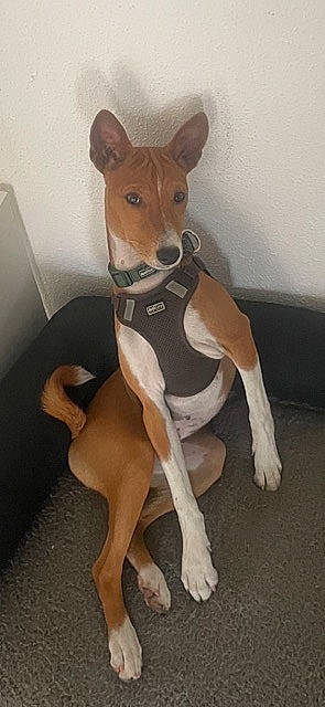 Usko participe au concours pour gagner de l'argent avec cette photo : ancient_dog_breeds, canidae, carnivore, comfort, companion_dog, dog, dog_breed, dog_supply, fawn, flooring, human_leg, knee, non_sporting_group, snout, sporting_group, tail, terrestrial_animal, thigh, wood, working_animal