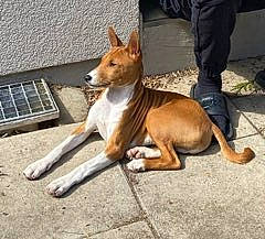 Usko a rejoint le concours — aidez-le/la à gagner de superbes lots ! ancient_dog_breeds, canidae, carnivore, companion_dog, dog, dog_breed, dog_supply, fawn, hunting_dog, non_sporting_group, paw, snout, sporting_group, tail, terrestrial_animal, walking_shoe, window