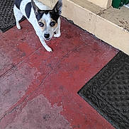 Lucky is registered to the contest to win money with this photo: animal, beige_wall, black_and_white, black_doormat, canine, close_up, curious, dog, doormat, ears_up, floor, gray_tiles, looking_up, outdoor, pet, red_tiles, sidewalk, small_dog, standing, worn_floor