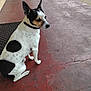 animal, black_and_white, building, calm, collar, concrete_floor, dog, ears, mat, outdoor, patchy_floor, pavement, pet, quiet, side_view, sitting, small_dog, spot, tri_color, waiting