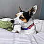 Lucky is registered to the contest to win money with this photo: animal, bed, bedding, black_and_white, calm, closeup, collar, cute, dog, ears, fur, green_bedding, indoor, looking_away, patriotic_collar, pet, resting, small_dog, tan_markings, white_bedding