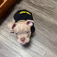 Dexter is registered to the contest to win money with this photo: puppy, dog, floor, wooden_floor, black_shirt, yellow_text, pet, young_dog, indoor, cute, small_dog, looking_up, ears, fur, animal, companion, domestic_animal, adorable, brown_puppy, canine