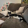 Wonton is registered to the contest to win money with this photo: black_and_white, cat, christmas_tree, couch, cozy, cushions, decor, holiday_lights, indoor, living_room, paws, pet, pillow, relaxed, sofa, throw_blanket, tuxedo_cat, upholstery, whiskers, window